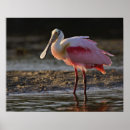 Search for ding posters Bird
