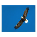 Search for flap posters Flying