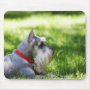 Search for lay electronics Outdoors