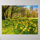 Search for yellow daffodil flower posters Petals