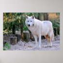 Search for arctic wolf posters Carnivore