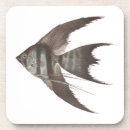 Recherche de scalaire Cichlid