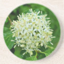 Search for cornus Nature