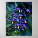 Search for nightshade Flower