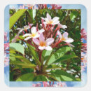 Search for frangipani stickers Tropical