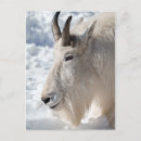 Search for featured postcards Photograph