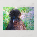 Recherche de silkie cartes postales Coq