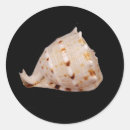 Search for conch shell stickers Sea