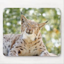 Search for lynx mousepads Animals