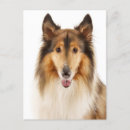 Search for rough collie cards Puppies