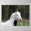 Search for warmblood posters Headshot