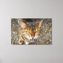 Search for bengal canvas prints Cats
