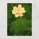 Recherche de fleur cosmo cartes postales Photographe