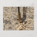 Recherche de regarder cartes postales Faune