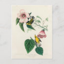 Recherche de birds of america postcards Oiseaux d'amérique