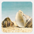 Search for hermit crabs stickers Shell