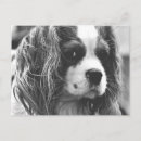 Recherche de cavalier cartes postales Espagne