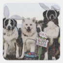 Search for australian shepherd stickers Aussie