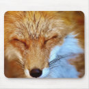 Search for foxy electronics Animal