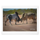 Recherche de taureau photographie Bétail