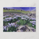 Search for tundra postcards North america