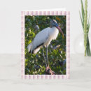 Search for storks cards Wildlife
