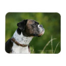 Search for profiling magnets Dog
