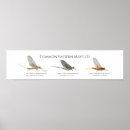 Recherche de mouche posters Truite