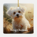 Search for maltese dog ornaments Pet