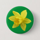 Search for spring daffodils buttons Botanical