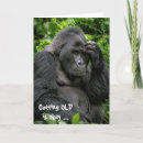 Search for gorilla birthday cards Silverback