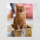 Recherche de chat dans une boîte cartes postales Chats