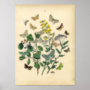 Search for lepidoptera Bug