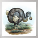 Search for dodo bird art Extinct