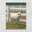 Recherche de le cheval blanc cartes postales Chevaux