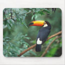 Search for toucan mousepads Bird