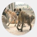 Recherche de hyena autocollants Sauvage