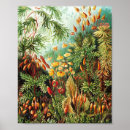 Search for ernst haeckel posters Illustration