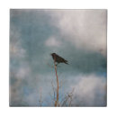 Recherche de crocodile tiles Nature