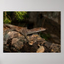 Recherche de terrarium posters Reptile