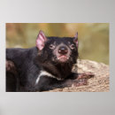 Search for tasmanian devil art Nature