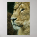 Search for big cat posters Majestic