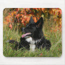 Recherche de fixation tapis souris Border collie