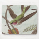 Search for natural history electronics Hummingbird