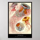 Recherche de ernst haeckel posters Zoologie
