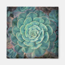 Search for perennials magnets Nature