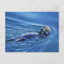 Search for otter postcards Sea