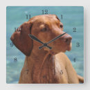 Search for vizsla posters Animals