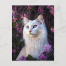 Recherche de chat angora turc Amoureux des chats