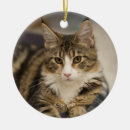 Search for maine coon ornaments Pet